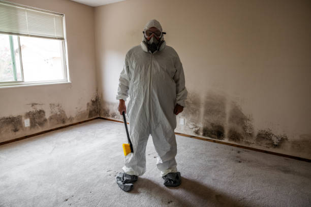 Trusted Montverde, FL Mold Removal Experts